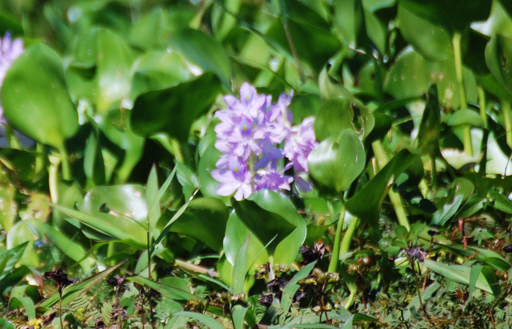 Brasile - foresta amazonica: Eichhornia sp.  e  Pontederia rotundifolia (Pontederiaceae)